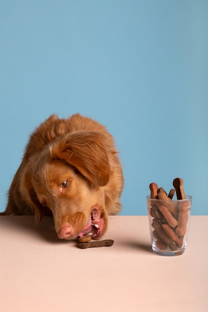 Photo gratuite vue d'un adorable chien avec des friandises