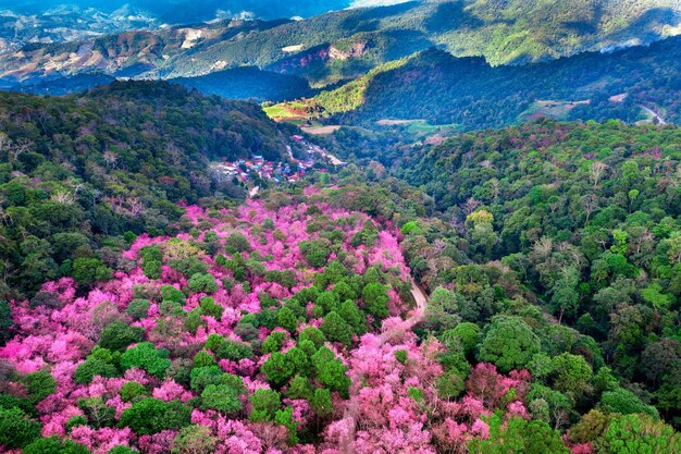 Vue aérienne de l'arbre de fleurs de cerisier dans les montagnes de Phu chi fa dans la province de Chiang rai en Thaïlande