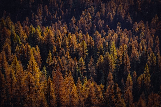 Vue aérienne d'arbres jaunes et bruns