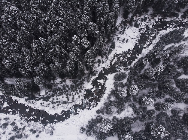 Vue aérienne des beaux pins enneigés dans la forêt