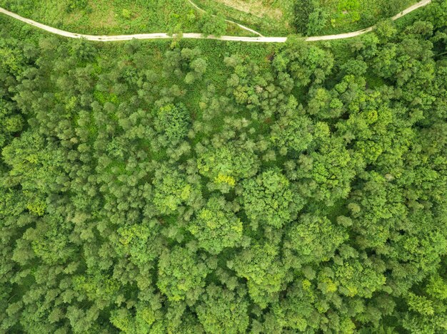 Vue aérienne d'une belle forêt avec beaucoup d'arbres près de Hardy's Monument, Dorset, UK