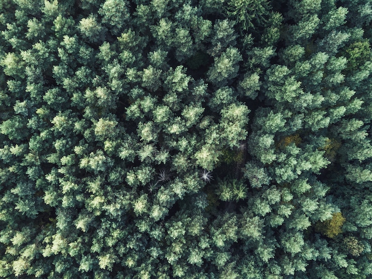 Photo gratuit vue aérienne d'une belle forêt verte épaisse