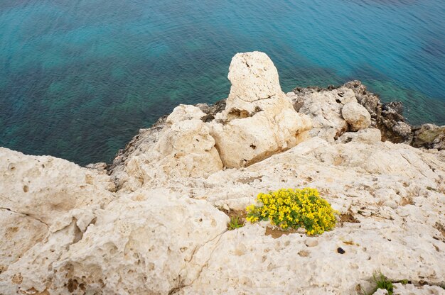 Vue aérienne de la côte avec des fleurs jaunes dans les rochers et l'océan calme