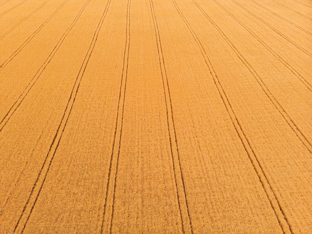 Vue aérienne du champ de blé avec des traces de tracteur Ferme depuis la vue du drone