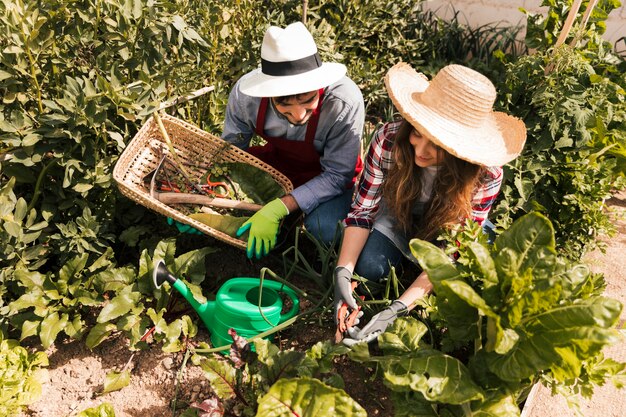 Vue aérienne du jardinier masculin et féminin travaillant dans le potager