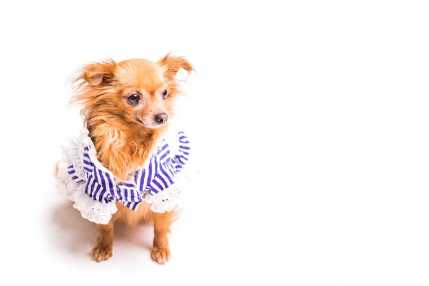 Vue aérienne du mignon chien brun sur fond blanc