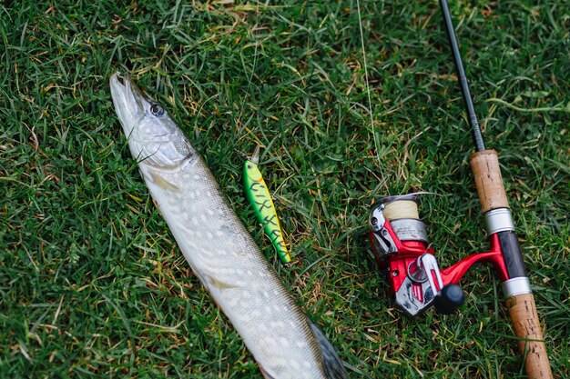 Vue aérienne du poisson, leurre et canne à pêche sur l&#39;herbe verte