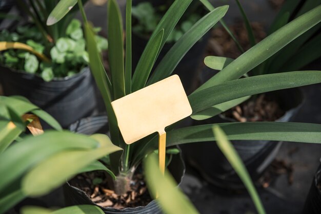 Vue aérienne d&#39;une étiquette vierge dans la plante en pot