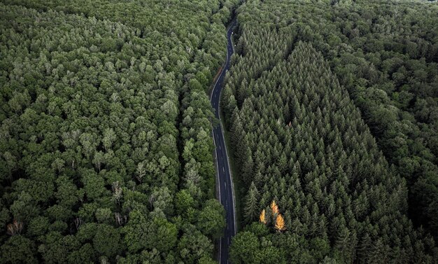 Vue aérienne fascinante de la route entourée d'une forêt dense