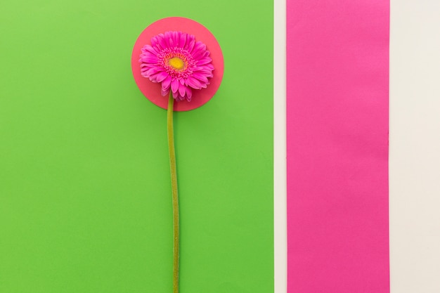 Vue aérienne de la fleur de gerbera rose sur des papiers multicolores