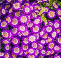 Photo gratuite une vue aérienne de fleurs de cineraria fraîches