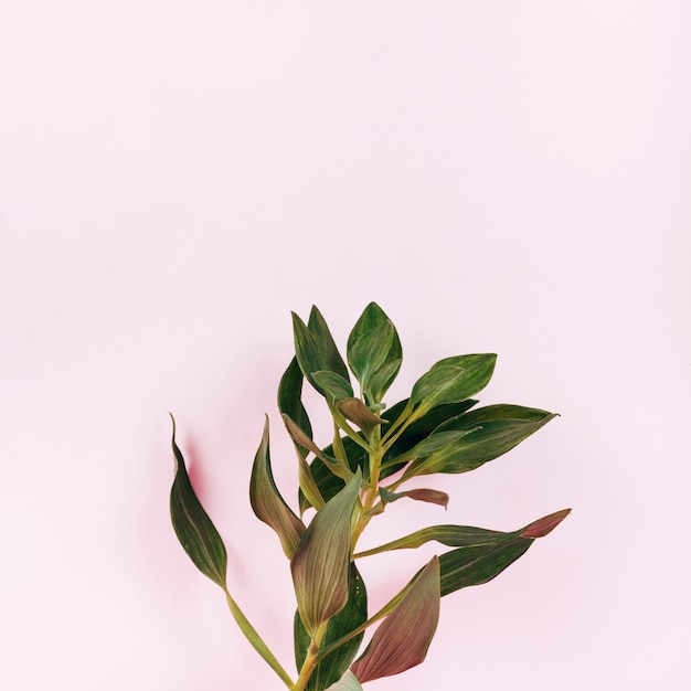 Vue aérienne de la floraison des feuilles de tulipe sur fond rose