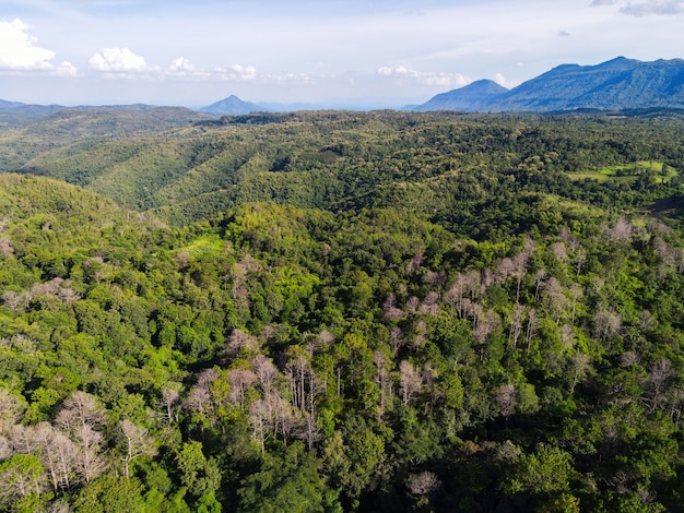 Vue aérienne forêt arbre environnement forêt nature fond, texture de forêt verte vue de dessus d'arbre d'en haut, fond de montagne forêt de pins et de bambous
