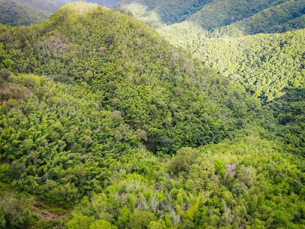Vue aérienne forêt arbre environnement forêt nature fond, texture de forêt verte vue de dessus d'arbre d'en haut, fond de montagne forêt de pins et de bambous