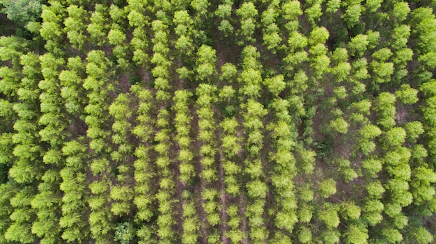 Photo gratuite vue aérienne de la forêt verte des arbres