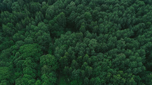 Vue aérienne de la forêt verte