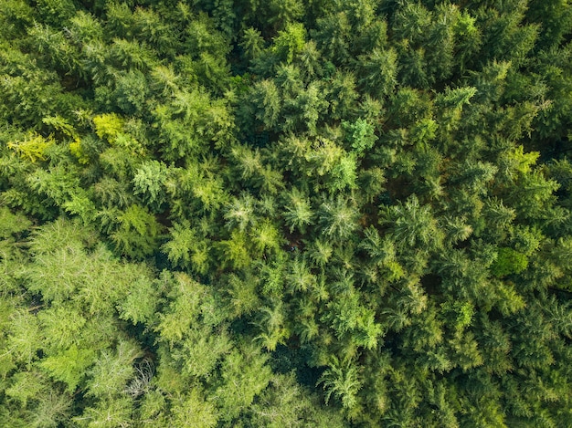 Vue aérienne d'une forêt