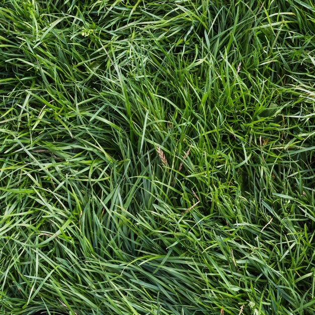 Une vue aérienne d&#39;herbe verte