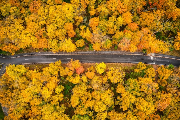 Vue aérienne d'un long sentier menant à travers des arbres d'automne jaunes