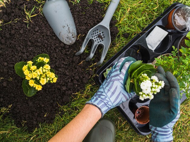 Vue aérienne de la main tenant une petite plante fraîche en pot