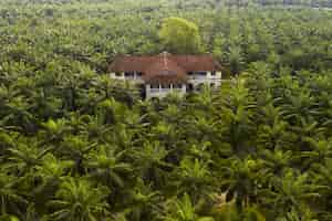 Photo gratuite vue aérienne d'un palmier dans une plantation d'huile de palme en asie du sud-est