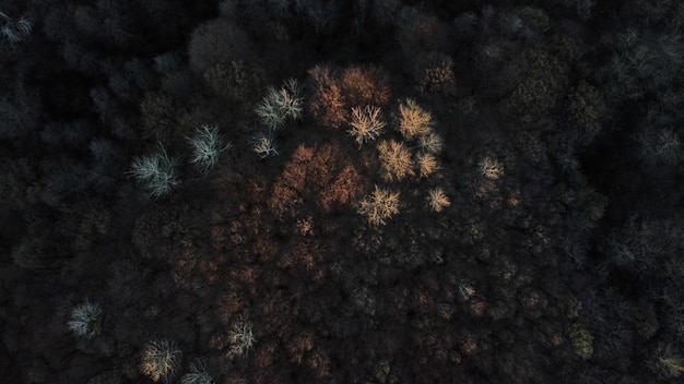 Vue aérienne d'un paysage couvert de grands arbres colorés en automne