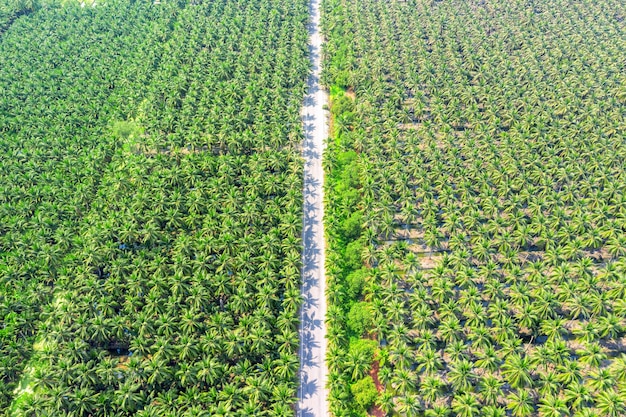 Vue aérienne de la plantation de cocotiers et de la route.