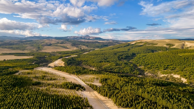 Vue aérienne de la plantation de pins dans les montagnes, dans la cordillère des andes.