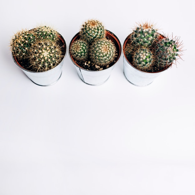 Vue aérienne d&#39;une plante de cactus en aluminium sur fond blanc