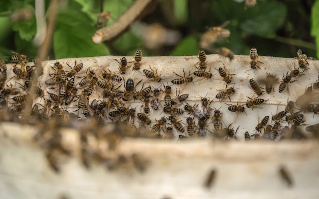 Vue aérienne de plusieurs abeilles sur la ruche