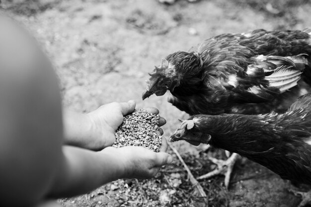 Vue aérienne, de, poules, alimentation, grain, mains