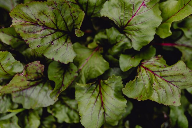 Vue aérienne de la rhubarbe dans un jardin