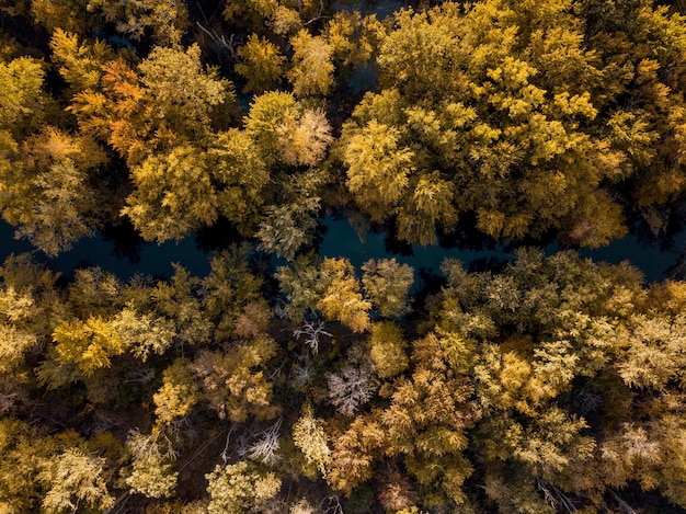 Vue aérienne d'une rivière au milieu d'arbres à feuilles brunes et jaunes