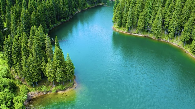 Photo gratuite vue aérienne de la rivière qui coule entourée de pins dans le parc