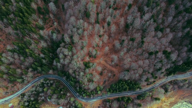 Vue aérienne d'une route sinueuse entourée de verdure et d'arbres