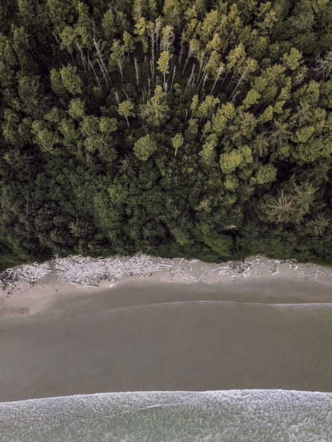 Vue aérienne verticale d'une forêt près d'un littoral