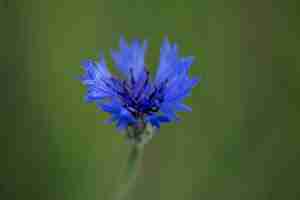 Photo gratuite vue de belles fleurs floues