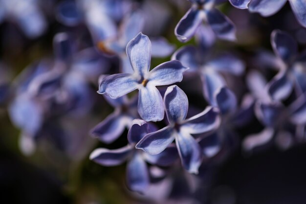 Vue de belles fleurs floues