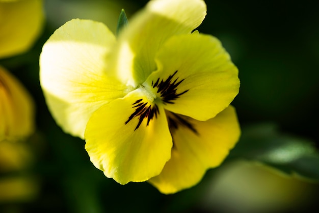 Vue de belles fleurs floues