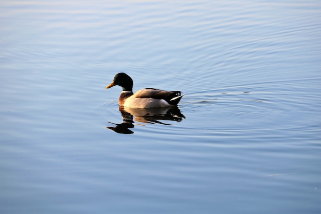 Vue de canard colvert sur le lac