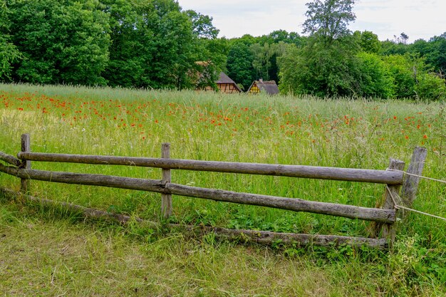 Vue d'un champ d'herbe avec des arbres verts en arrière-plan