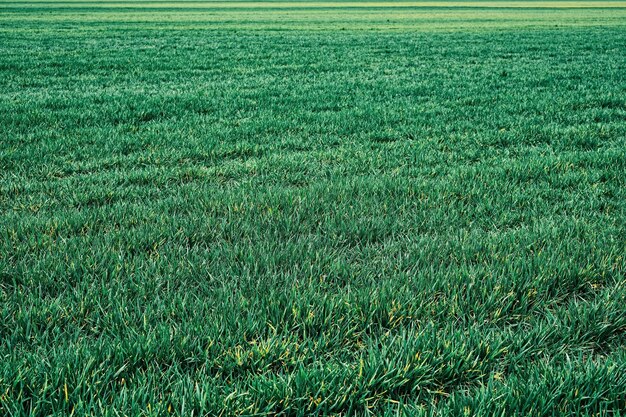 Vue sur le champ vert du champ d'un agriculteur semé avec des pousses de printemps d'herbe Paysage vert naturel plantes écologie de l'espace soin de la nature L'idée du papier peint comme arrière-plan
