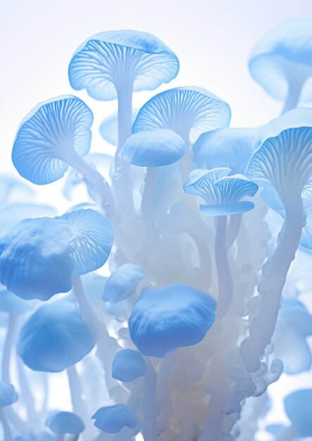 Vue des champignons blancs et bleus