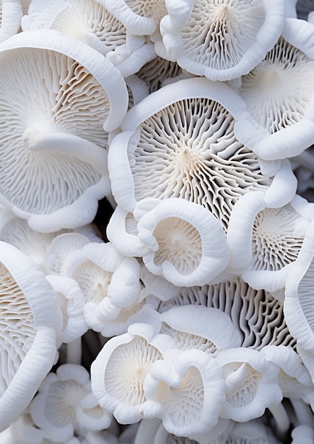 Photo gratuite vue des champignons à une seule couleur