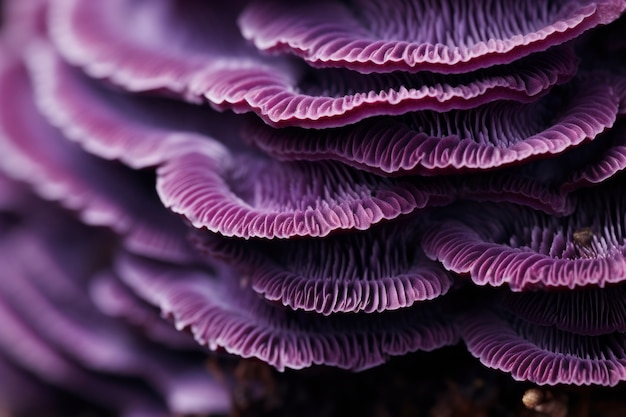 Vue des champignons violets dans la nature