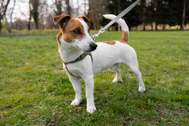 Photo gratuite vue d'un chien mignon profitant du temps dans la nature au parc