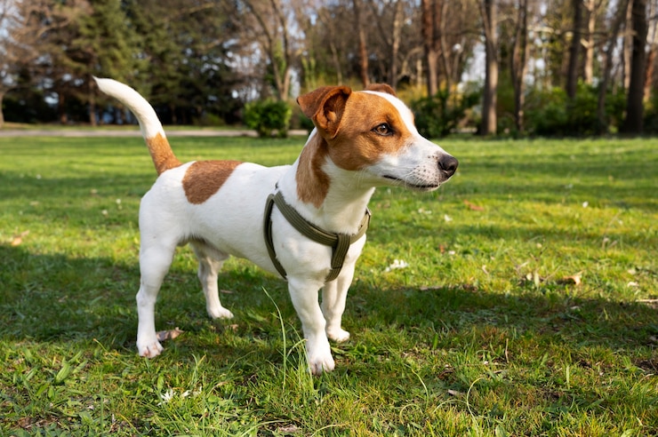 Photo gratuit vue d'un chien mignon profitant du temps dans la nature au parc