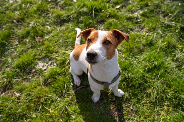 Vue d'un chien mignon profitant du temps dans la nature au parc