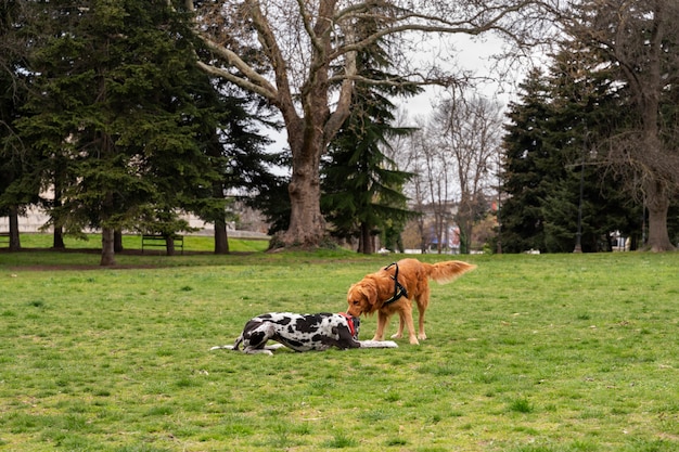 Photo gratuite vue de chiens mignons profitant du temps ensemble dans la nature au parc