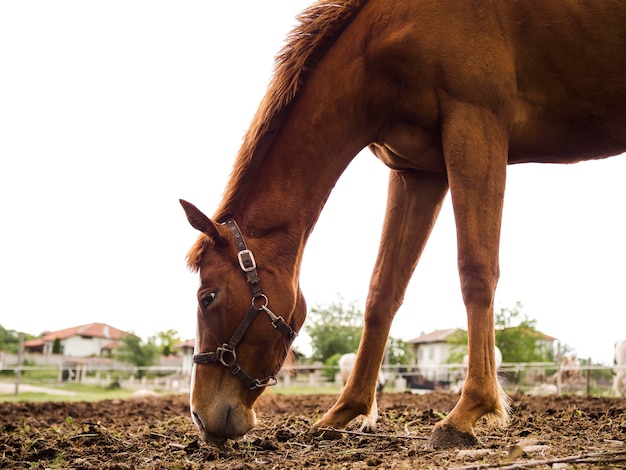 Vue de côté beau cheval mangeant du sol